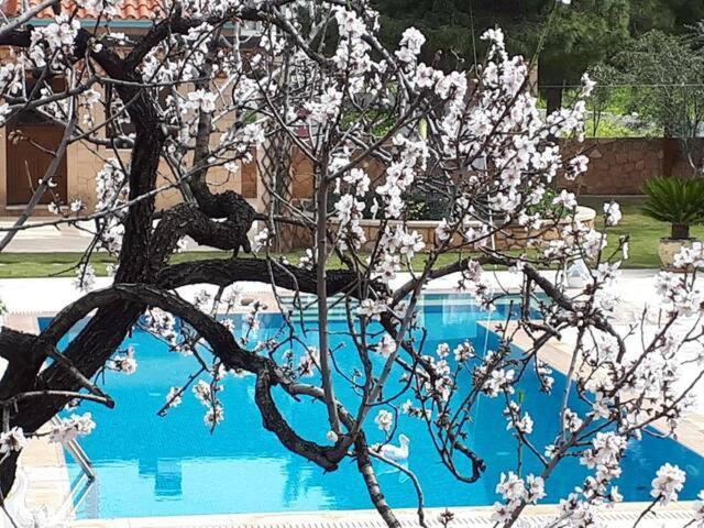Mediterranean Garden Villa Vathí Esterno foto